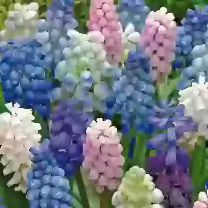 Mixed